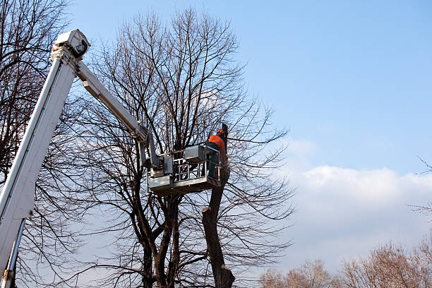 Best Residential Tree Removal  in Audubon, NJ